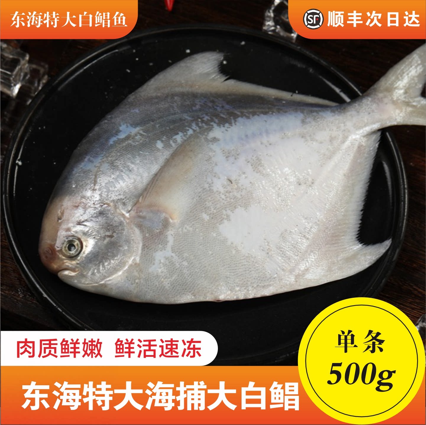 东海深海野生大白鲳东海新鲜冷冻特大银鲳鱼海捕大平鱼鲜活水产