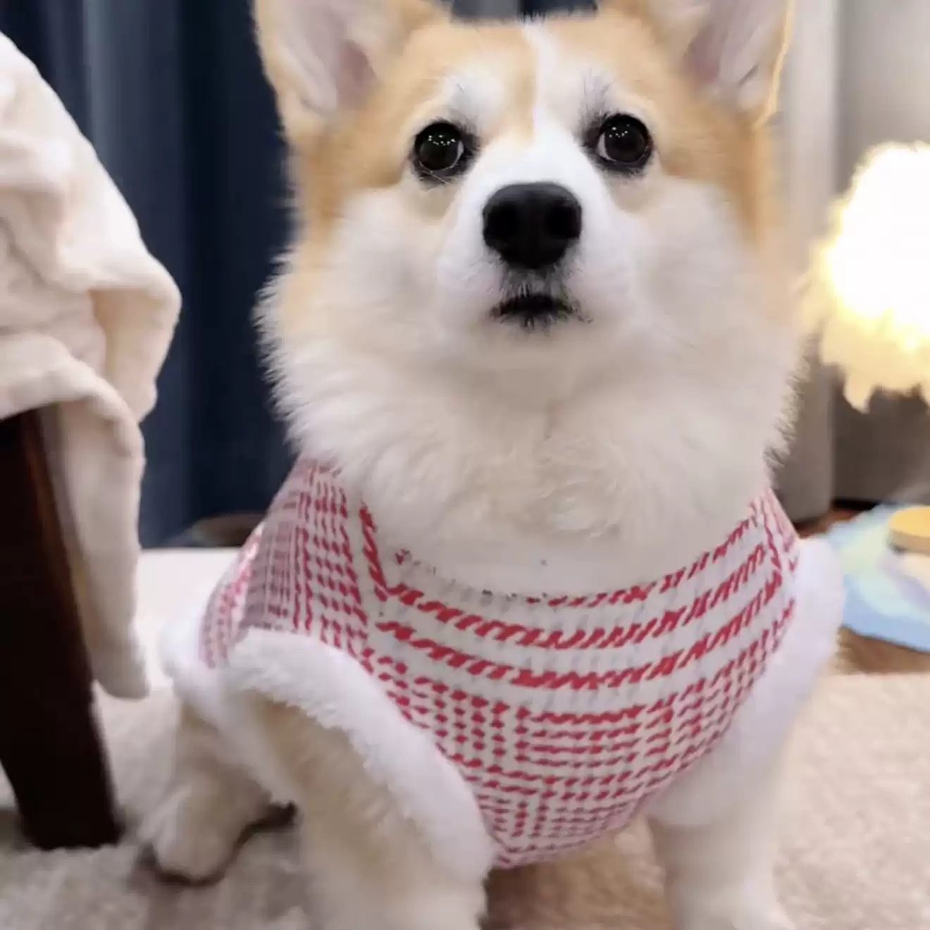 柯基狗狗衣服秋冬装柴犬腊肠法斗小中大型犬金毛拉布拉多冬天棉衣