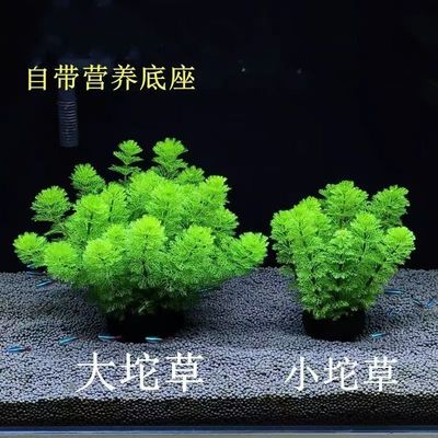 小宝塔水草净化花草鱼缸里的水草植物草热带鱼生态缸冷水造景真草