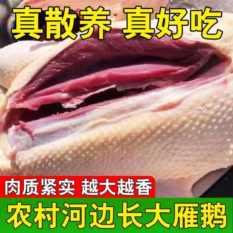 大雁鹅一只4.7-5斤顺丰发货农家散养红肉大雁鹅带掌带翅