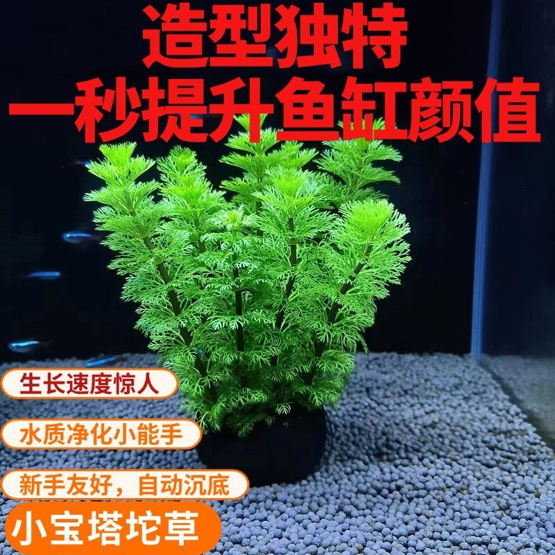 小宝塔坨草真水草增氧真草新手小水质羽毛无需底砂植物生态缸净化