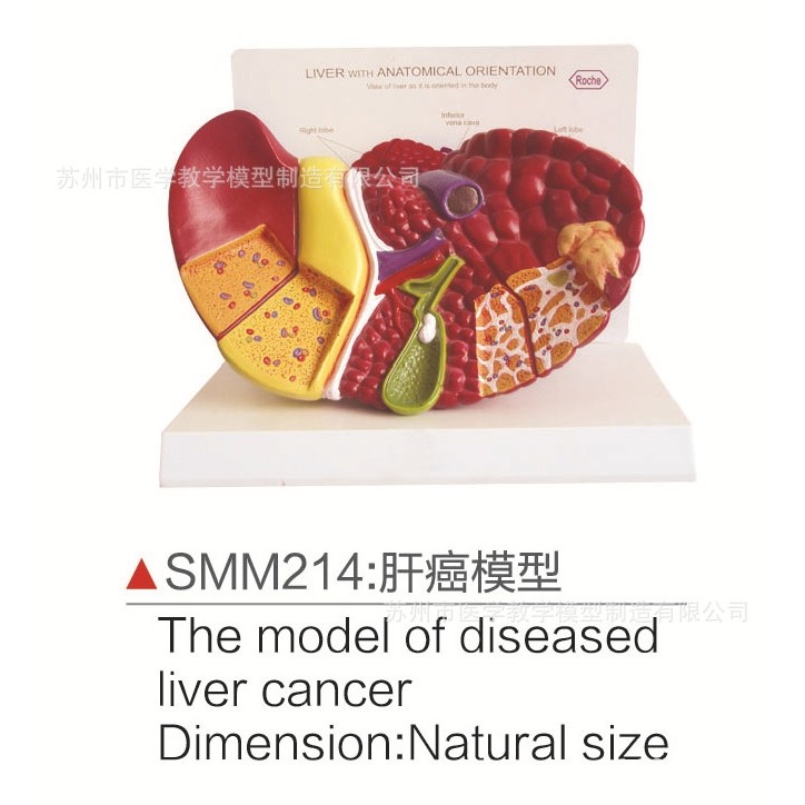 SMM214gan ai模模型,文具电教/文化用品/商务用品,教学标本/模型,淘宝优惠券,粉丝福利购,淘宝优惠卷