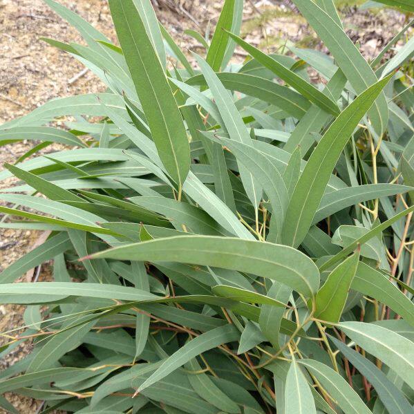 新鲜野生桉树叶 中药材小桉叶小蜜袋鼯考拉食品按叶 现采500g包邮