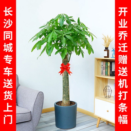 长沙同城 发财树 盆栽室内办公绿化植物客厅净化空气开业乔迁盆栽