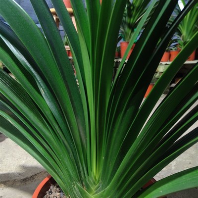 君子兰毛油绿植净化空气盆景好活小苗