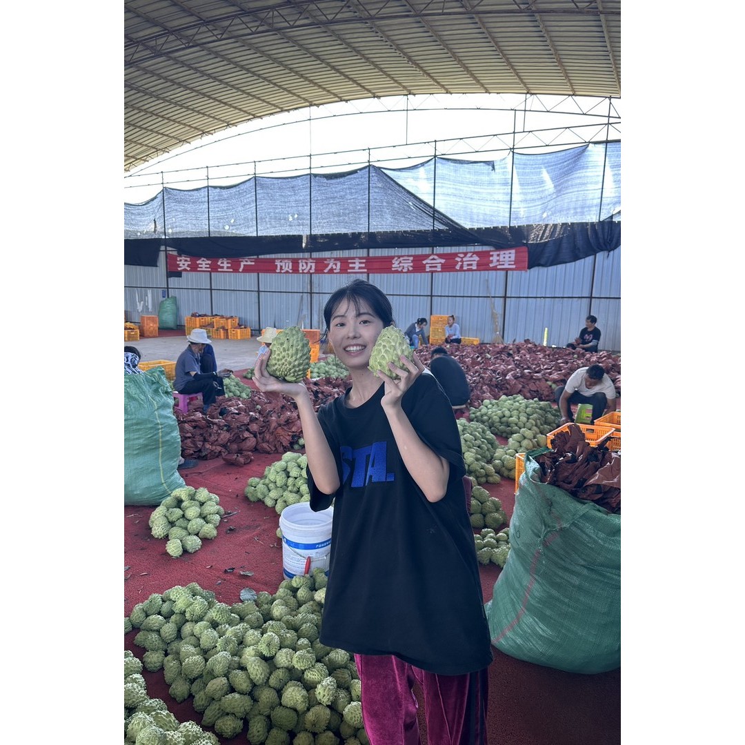 现摘云南牛奶凤梨释迦果番荔枝新鲜水果特大果佛头果甜水果稀有果