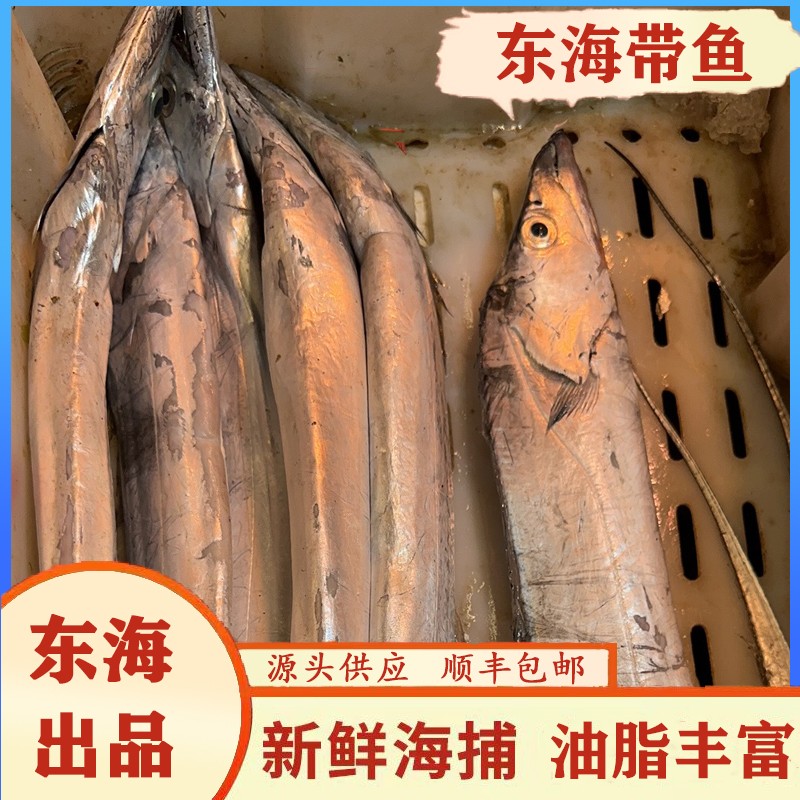 宁波特产舟山带鱼整条钓带油3条装小眼睛东海新鲜鲜活冷冻