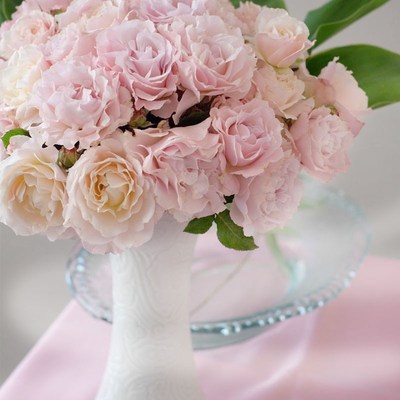 绿园美植  新娘 河本灌木月季粉色大花浓香仙气直立庭院阳台盆栽