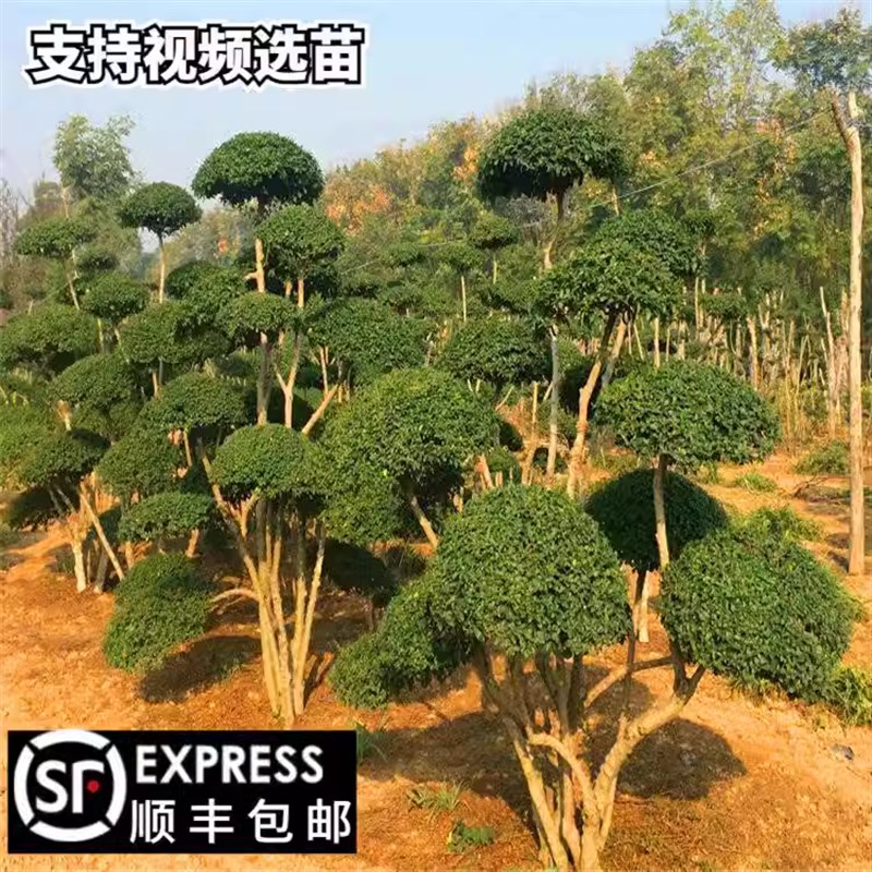小叶女贞造型树球形苗庭院别墅绿化篱笆围K墙植物观叶四季常青苗
