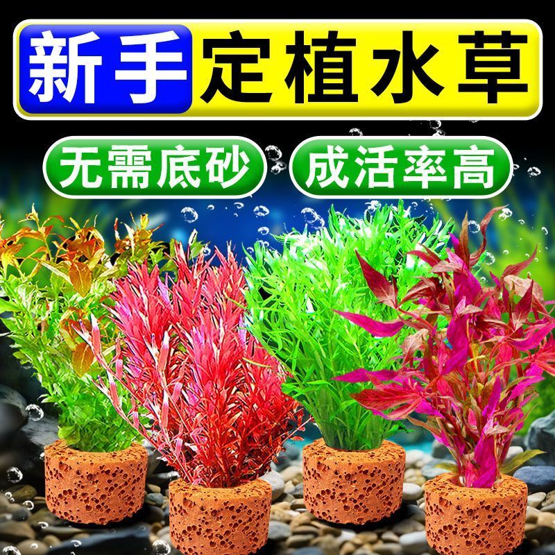 水草植物鱼缸真草造景生态全套摆件养鱼净化绿植增氧铺底阴性水培