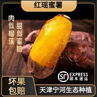 团团记正宗天津宁河岳龙红瑶蜜薯地瓜当季新鲜番薯香甜软糯红薯