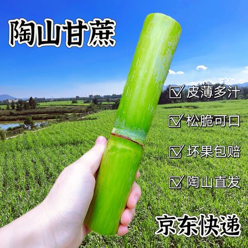 正宗陶山甘蔗青皮绿皮应季水果温州特产甘蔗果肉独立包装