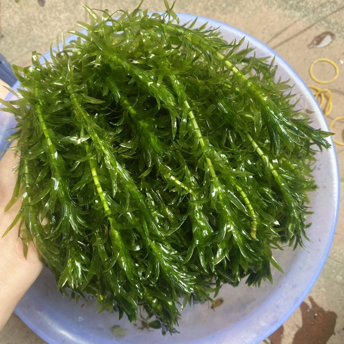 蜈蚣水草50支鱼缸造景装饰新手级真水草好养耐活淡水活体植物