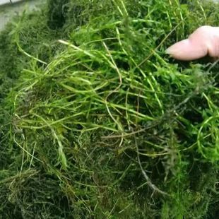 伊乐藻吃不败净化水质鱼缸造景淡水小龙虾螃蟹养殖专用耐寒水草优