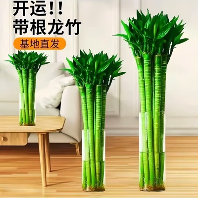 文昌竹4支金榜题名水培植物富贵竹带根客厅花卉绿植室内盆栽好养