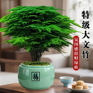 大文竹盆栽招财旺宅桌面盆景办公室绿植室内客厅中式禅意四季植物