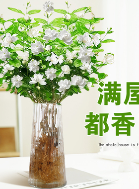 水培植物茉莉花盆栽带花苞室内花卉绿植懒人鲜花家用插花四季好养