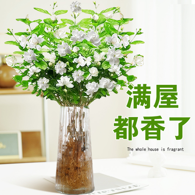 水培植物茉莉花盆栽带花苞室内花卉绿植懒人鲜花家用插花四季好养