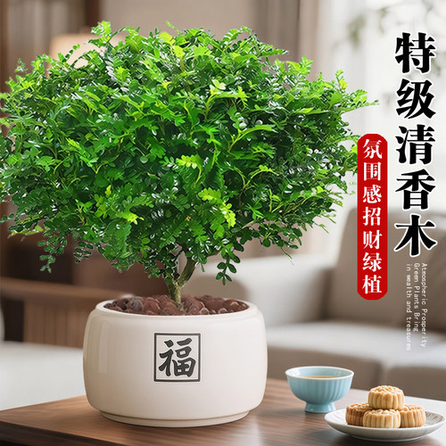 正宗清香木盆栽胡椒木老桩树苗室内驱蚊驱虫植物蛋糕装饰绿植叶子