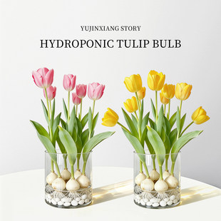 郁金香种球水培花卉植物5度球办公室桌面盆栽工位小绿植水养水仙
