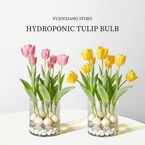 郁金香种球水培花卉植物5度球办公室桌面盆栽工位小绿植水养水仙