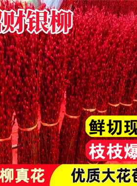 年宵银柳干花真花鲜枝植物红色银柳花瓶年宵花卉福桶客厅室内装饰