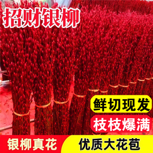 年宵银柳干花真花鲜枝植物红色银柳花瓶年宵花卉福桶客厅室内装饰