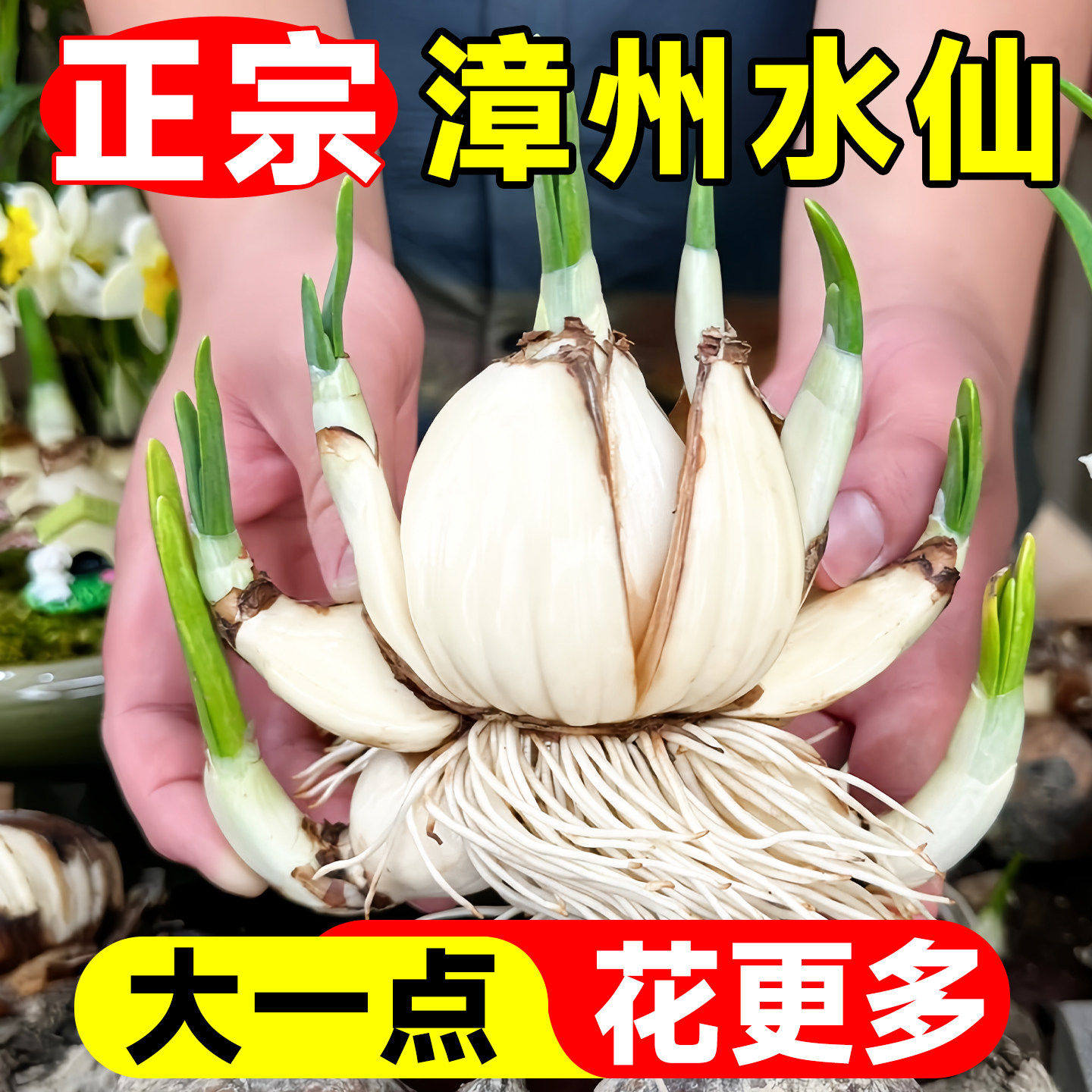 重瓣水仙花种球水养盆栽秋冬开花卉植物室内花绿植水培好养带花苞,鲜花速递/花卉仿真/绿植园艺,时令草本花卉,淘宝优惠券,粉丝福利购,淘宝优惠卷