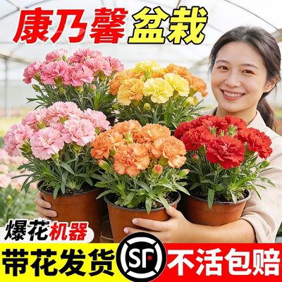 康乃馨盆栽带花苞四季花卉室内花阳台石竹观花植物好养易活大花苗