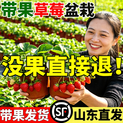 特大号带果草莓苗盆栽带土四季结果高产奶油丹东红颜秋冬耐寒秧苗