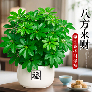 鸭脚木盆栽招财旺宅桌面盆景发财树绿植室内客厅中式 植物 禅意四季