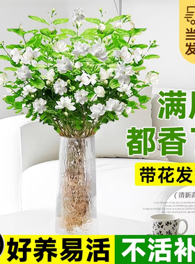 水培植物茉莉花盆栽带花苞室内花卉绿植懒人鲜花家用插花四季好养