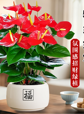 红掌盆栽招财旺宅桌面盆景鸿运当头办公室花卉绿植室内外禅意四季