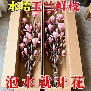 【遇水开花】水培植物白玉兰紫玉兰鲜花鲜切花带花苞室内好养绿植