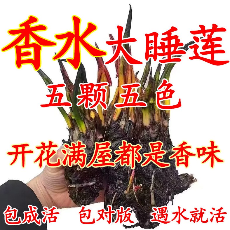香水睡莲花鱼缸睡莲根块带花苞四季盆栽水培植物庭院大小睡莲花苗