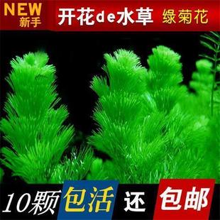 水草造景草鱼缸装 饰活体绿菊新手懒人真水草耐养蜈蚣水草皇冠水草