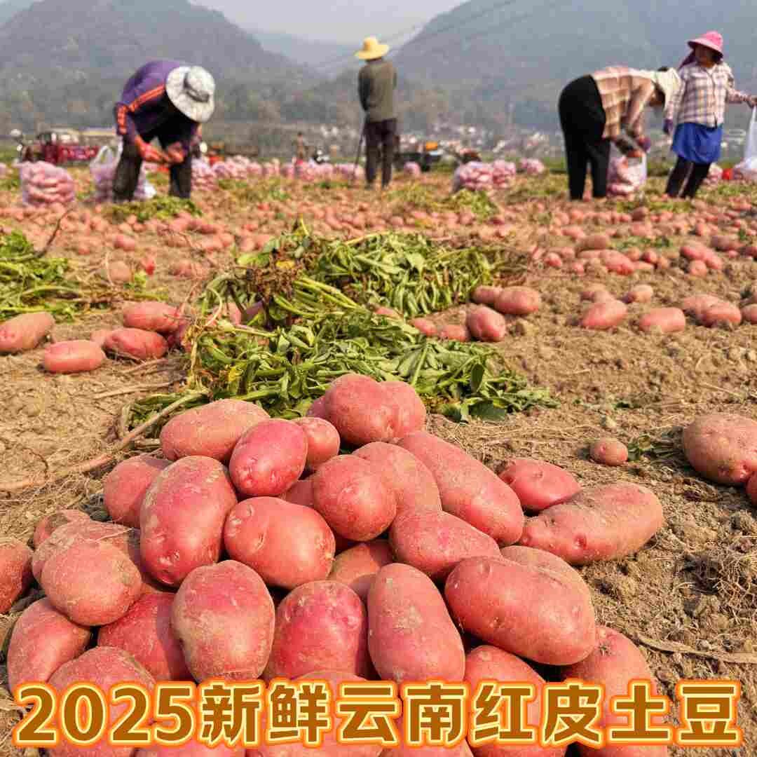 云南红皮黄心生鲜食品高原农家自种新鲜现挖马铃薯土豆云南蔬菜