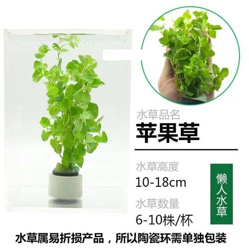 小对叶水草绿金钱苹果草小圆叶水草阴性鱼缸造景草缸淡水植物套餐