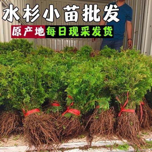 水杉水培鱼缸造景溪流缸水杉盆栽盆景鱼池水生植物绿植水草室内外