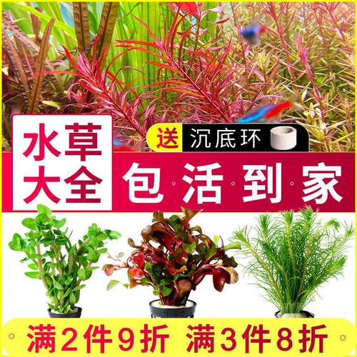 鱼缸水族箱造景水榕沉木活体水草淡水无土植物后景宫廷真水草绿菊