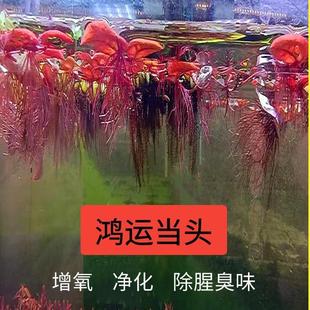 乌龟缸鱼缸生态缸造景摆件家用房子小别墅水培养植物水质净化水草