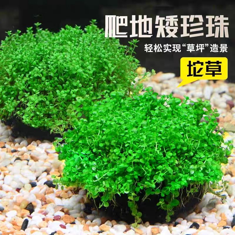 日本珍珠草全景草缸阳性水草淡水鱼缸水族生态缸草缸造景高珍珠
