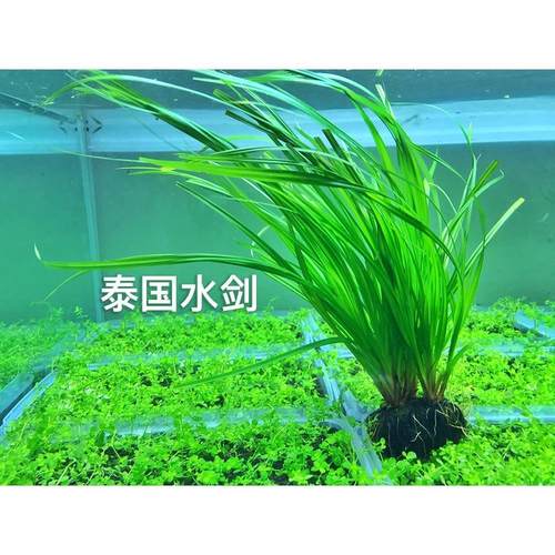 鱼缸后景水草 泰国水剑 无需co2 易养 入缸成景 适合懒人造景
