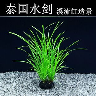 泰国水剑鱼缸溪流缸原生缸南美缸造景水草植物后景阴性淡水坨草