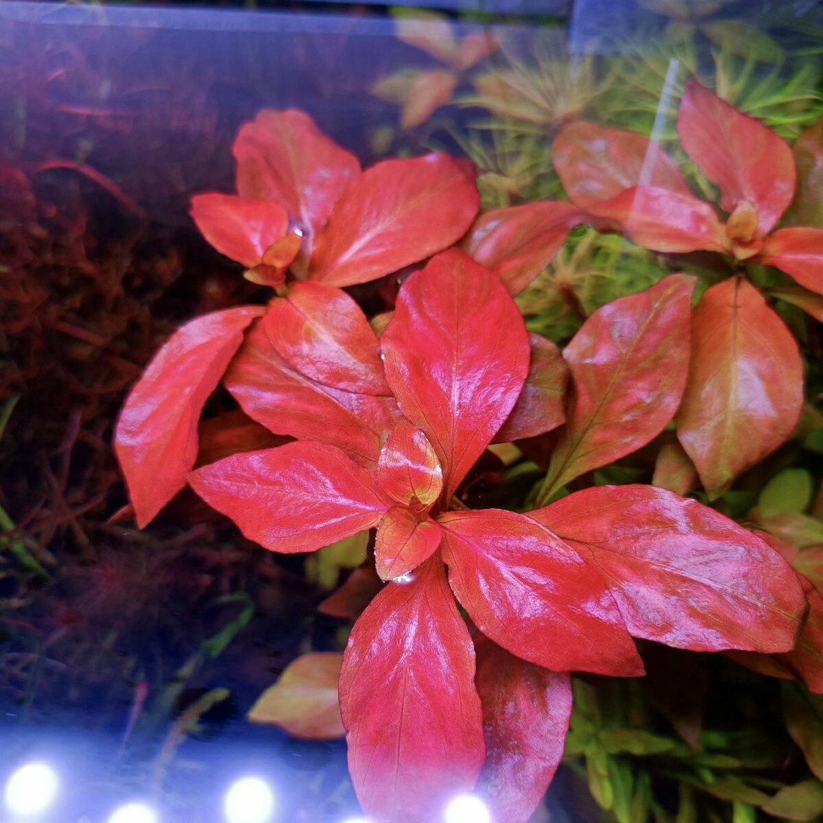 水草鲁宾叶底红25棵水下叶鱼缸植物阳性草阴性草水族中后造景素材