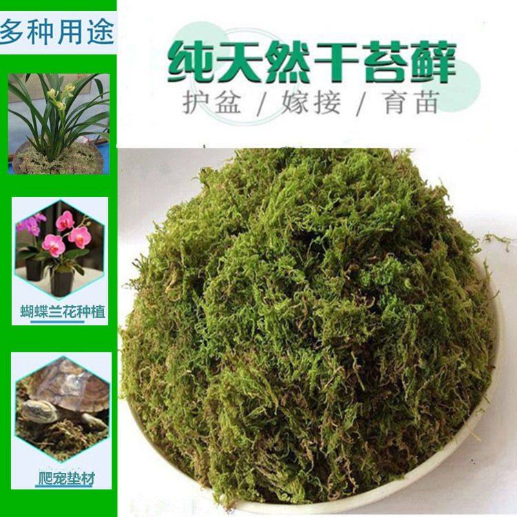 蝴蝶兰专用水苔兰花土干苔藓捕蝇草乌龟蜥蜴冬眠运输盆景装饰保湿