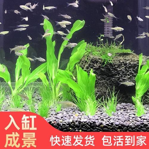 迷你九冠草养鱼造景植物细叶绿九冠鱼缸新手懒人真水草缸水培绿植