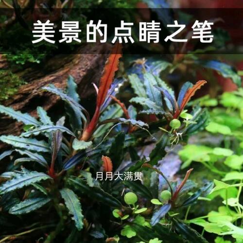 野生辣椒榕水草 幽灵布朗尼辣椒榕 无碳可养草缸粘木头石头