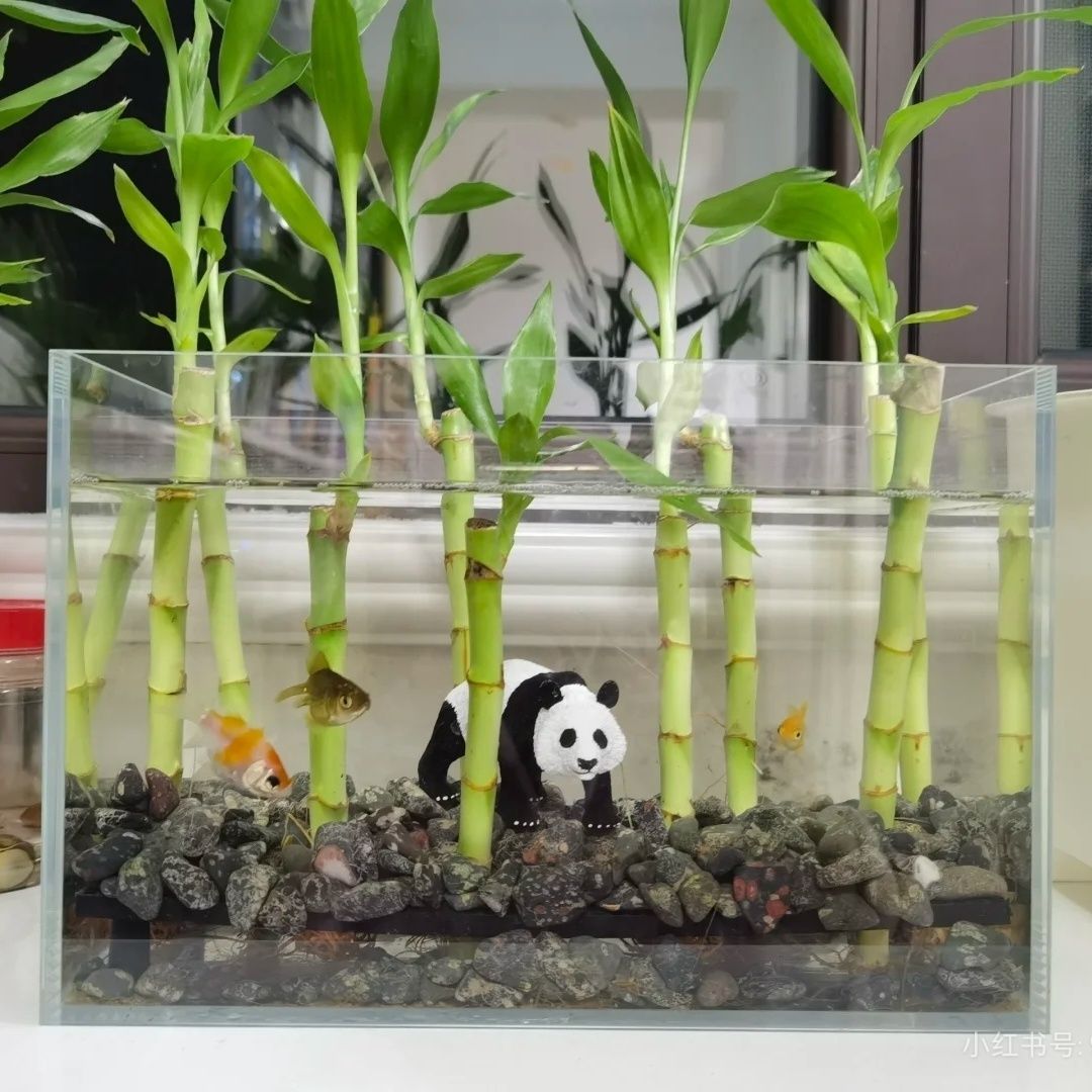 迷你带根水培富贵竹开运竹鱼缸龟缸植物室内水养土栽培小号水草竹