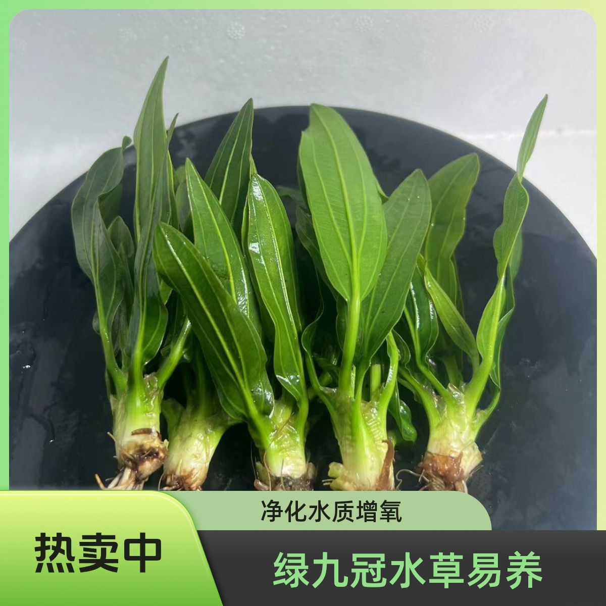 迷你小九冠 绿九冠小九冠超鱼缸造景装饰 真水草 净化水质